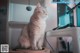 A cat sitting on top of a wooden stool in front of a computer.