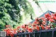 A bunch of red flowers growing on a fence.